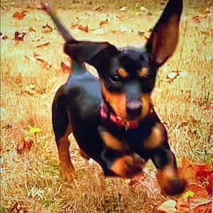 Meet your Posher, Ali